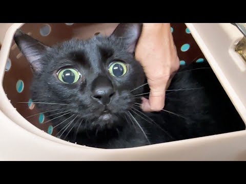病院が苦手な黒猫の代わりにキャリーバッグに入る猫たちが可愛すぎます(YouTube)