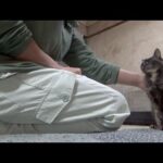 最後に戻って来た猫(YouTube)