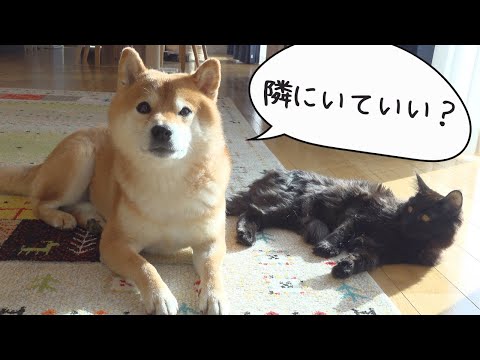 妹の入院で人肌恋しくなった柴犬は子猫とこんな感じになりました。(YouTube)