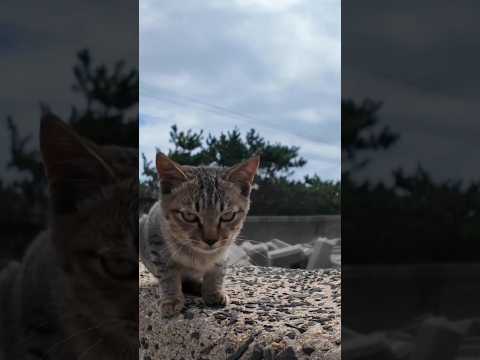 防波堤にいた子猫がかわい過ぎる(YouTube)