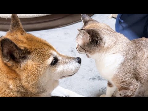 ゼロ距離苦手だったのに…猫たちがそばに来て欲しそうにする柴犬はこちらです(YouTube)