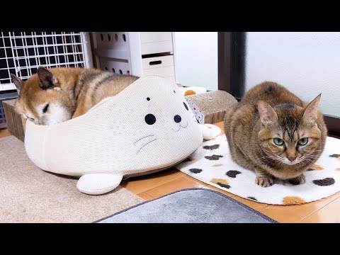 愛用してる猫用ベッドに柴犬が寝てる時の麦わら猫のお顔が可愛すぎます(YouTube)