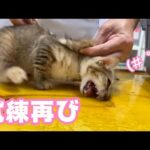 禍は忘れたころにやってくる  2024 11 16 2(YouTube)
