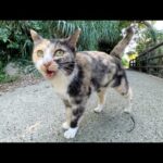 三毛猫が元気な鳴き声で「帰らないで！」と追いかけてきた(YouTube)