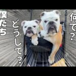 【悲報】ママの浮気が原因でブルドッグを怒らせてしまいました…(YouTube)