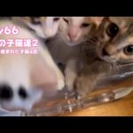 2024 11 15 1  進撃の子猫達2  牛小屋で産まれた子猫4匹 Day66  Sora98(YouTube)