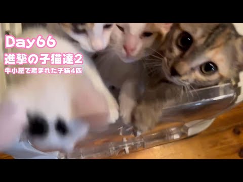 2024 11 15 1  進撃の子猫達2  牛小屋で産まれた子猫4匹 Day66  Sora98(YouTube)