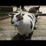 これでも隠れているつもりの太めの猫(YouTube)