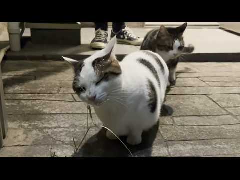 これでも隠れているつもりの太めの猫(YouTube)