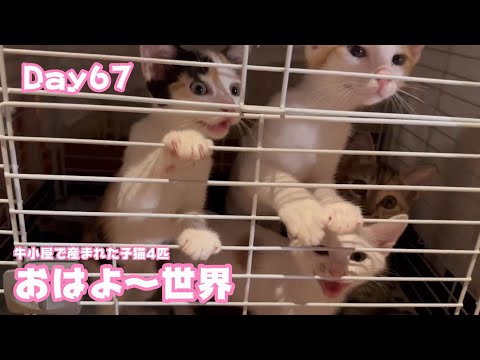おはよ～世界！牛小屋で産まれた子猫4匹 Day67 Sora99  2024 11 16 1(YouTube)
