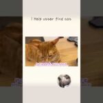 カワウソさくら 偏差値3みたいな顔して猫を探すカワウソ I Help otter find cat(YouTube)