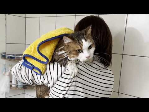 「お尻にウ〇コが付いていた」疑惑の猫(YouTube)