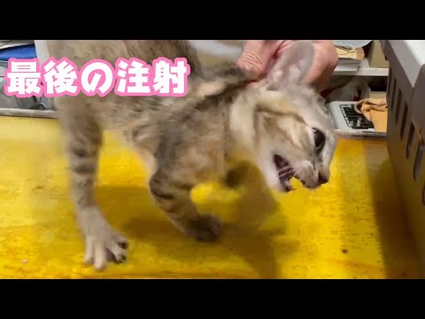 最後の注射はやっぱり痛かった 頑張りました 牛小屋で産まれた子猫4匹 Day64  2024 11 13 2(YouTube)