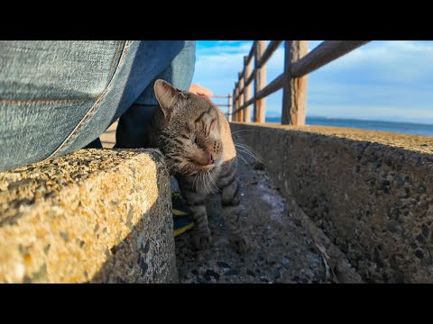 海辺の神社をお守りする猫は人懐っこい(YouTube)