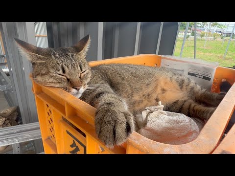 気に入ったらなんでも寝床にする猫(YouTube)