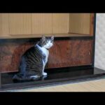 【猫旅館】猫が部屋に入ってきて部屋内を探検しだした(YouTube)