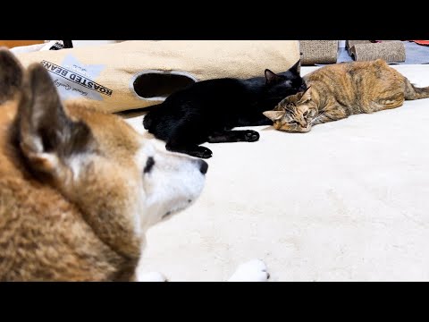 子ども猫たちの癒し空間を柴犬が見守っているとこうなりました(YouTube)