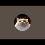 島のネコヤギチャンネル がライブ配信中！(YouTube)