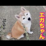 元噛む柴犬エガちゃんと行く！ 施設周辺の散歩(YouTube)