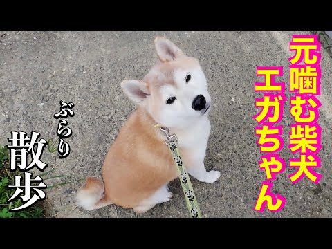 元噛む柴犬エガちゃんと行く！ 施設周辺の散歩(YouTube)