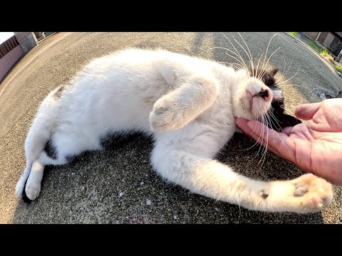 ブチ猫が「ナデナデして！」とお腹を見せてきた(YouTube)