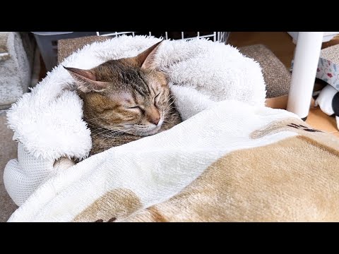 猫のはずなのにどう見ても人間のようなくつろぎ方をする猫が可愛すぎる(YouTube)
