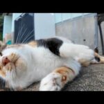【今週のボツ動画】今週撮った短い未公開動画まとめて公開-unreleased video of this week-2024/11/3w(YouTube)