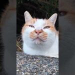 海辺の公園の猫カワイイ #猫 #野良猫 #自由猫 #cat(YouTube)