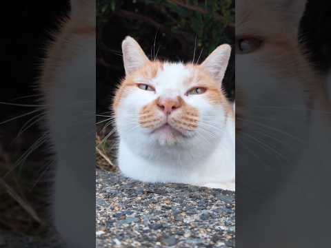 海辺の公園の猫カワイイ #猫 #野良猫 #自由猫 #cat(YouTube)
