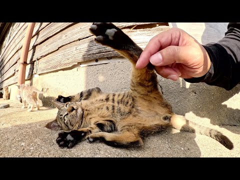 先輩猫が警戒心が強い子猫達に人間との遊び方を教える(YouTube)