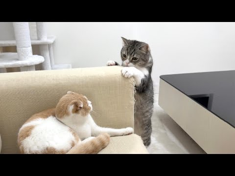 ケンカした弟と仲直りしたい兄猫が不器用すぎてこうなっちゃいました…笑(YouTube)