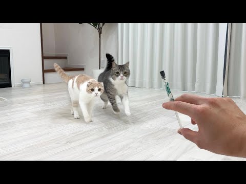 おやつだと思って走ってきたら薬だったときの猫のリアクションが100点すぎました…www(YouTube)
