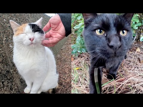三毛猫ママが心を鬼にして黒子猫に親離れを促す(YouTube)