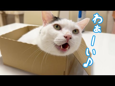 箱がお気に入りすぎてご機嫌な猫チロさん！(YouTube)
