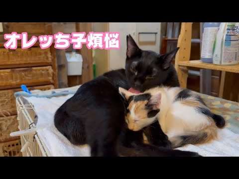 オレッち子煩悩だよ～ 一緒に行きたいよ～  2024 11 10 2(YouTube)