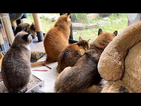 柴犬パパがあの場所へ行くと次から次へと猫たちが集まって賑やか空間になりました(YouTube)