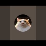 島のネコヤギチャンネル がライブ配信中！(YouTube)