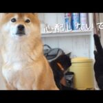 心温まる兄妹愛！手術後の妹を癒す柴犬兄がイケメンすぎました。。(YouTube)