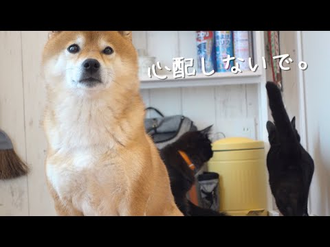 心温まる兄妹愛！手術後の妹を癒す柴犬兄がイケメンすぎました。。(YouTube)