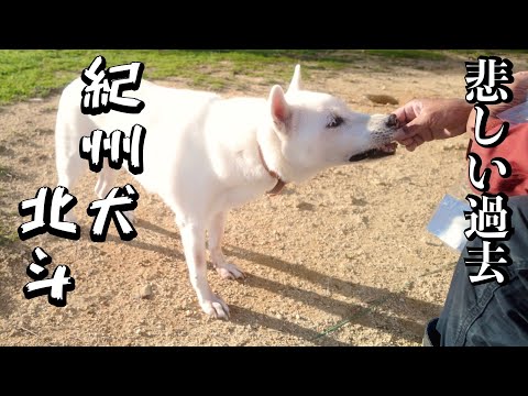 【紀州犬】オヤツをあげながら北斗の過去を話す(YouTube)