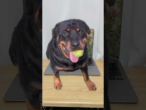 飛び出すロットワイラー #shorts #dogs #rottweiler(YouTube)