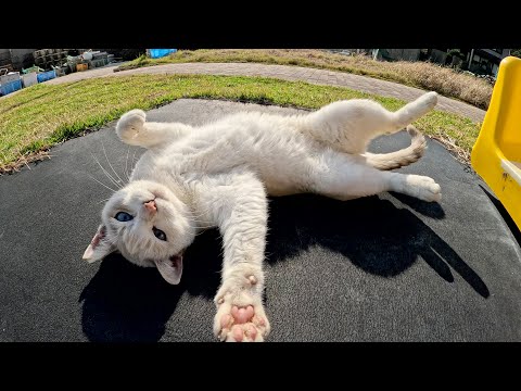 シャム猫がお腹丸出しで「モフらせねぇよ！」と攻撃してきた(YouTube)