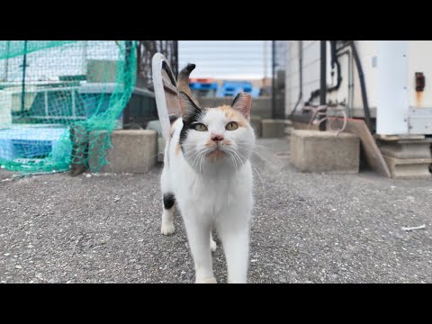 漁港に行くとハートの三毛猫と髭のハチワレがモフられにきた(YouTube)