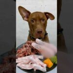 閲覧注意⚠️アヒルをボリボリ食べる咀嚼音 #ピットブル(YouTube)