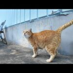 港に漁船のお出迎え行ってきた猫ちゃん、魚配りが終わったので自分の住処に帰る(YouTube)