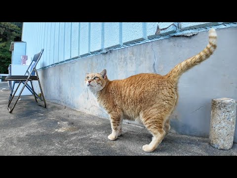港に漁船のお出迎え行ってきた猫ちゃん、魚配りが終わったので自分の住処に帰る(YouTube)