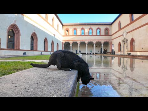 お城の中庭の管理人猫、毎日厳しい水質チェックも行っています(YouTube)