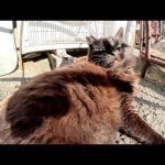 モフモフの黒猫ちゃんが少しビビりながら人間にナデられる(YouTube)