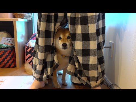 柴犬ハチ‥弟の誕生日会で、様子がおかしくなる。(YouTube)