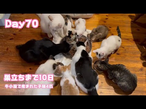 巣立ちまであと10日  牛小屋で産まれた子猫4匹 Day70  Sora102  2024 11 19 1(YouTube)